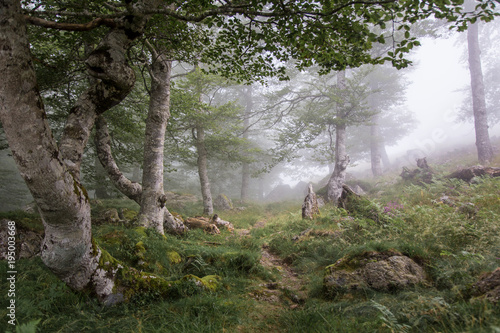 Green Forest in fog