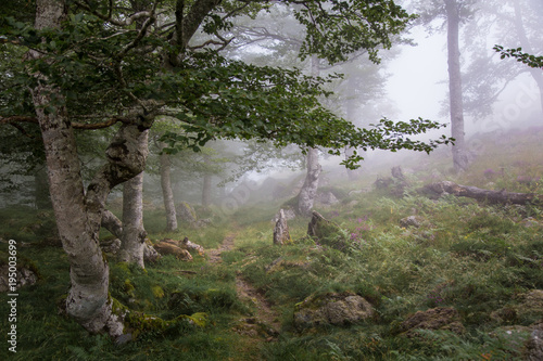 Green Forest in fog