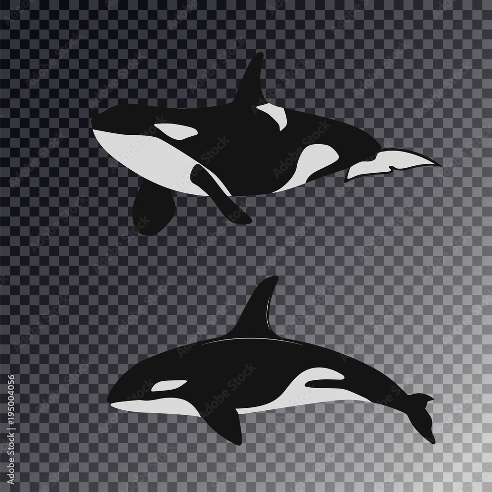 Fototapeta premium Orka w 2 różnych pozycjach. duża biała ryba orca. Mieszkanie na białym tle wektor ilustracja na białym tle. Realistyczny wygląd