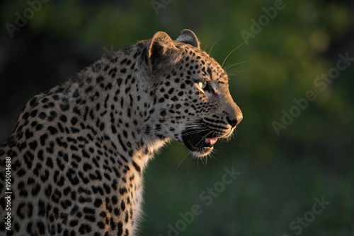 A vertical  close up  side view  colour image of a leopard  Panthera pardus  sitting in side light in the Greater Kruger Transfrontier Park  South Africa.