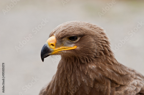 Aigle