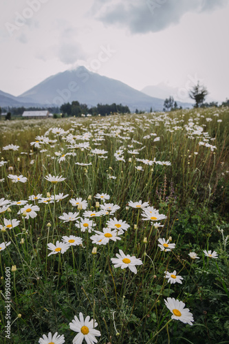 chamomile in Rwanda Africa