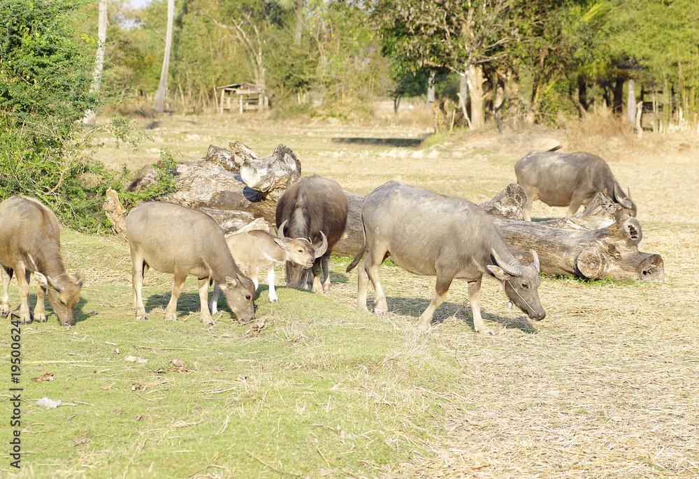 Obraz premium Thai buffalo eating grass on rice farm in Thailand.