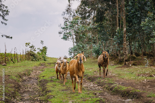goats in rwanda africa