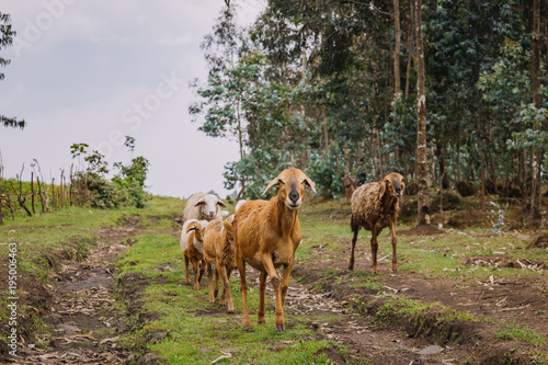 goats in Rwanda