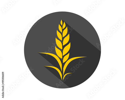paddy wheat barley black circle plant harvest agriculture image vector