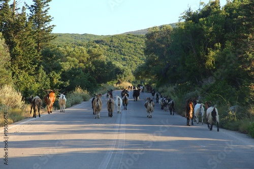 Goats herd in the middle of the road in Zakintos, Greece