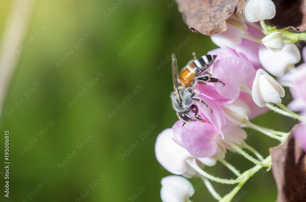 The bee is sucking sweet nectar from pink pollen. The bee is sucking sweet nectar from pink pollen.