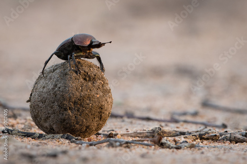 A horizontal, colour image of a dung beetle perched on top of its ball of dung, checking direction in the Greater Kruger Transfrontier Park, South Africa.