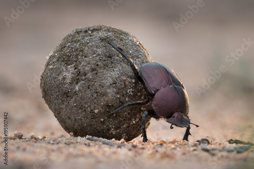 Tableau sur toile A horizontal, close up colour image of a dung beetle rolling its meticulously rolled back through sand in the Greater Kruger Transfrontier Park, South Africa