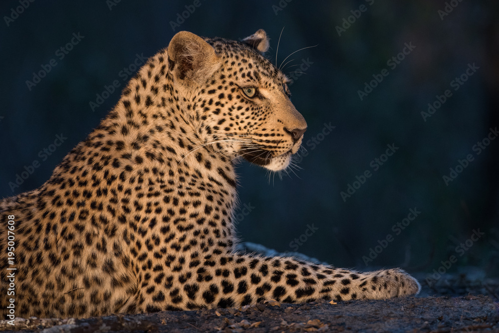Obraz premium A horizontal, cropped, colour photograph of a resting leopard, Panthera pardus, spot lit in the Greater Kruger Transfrontier park, South Africa.