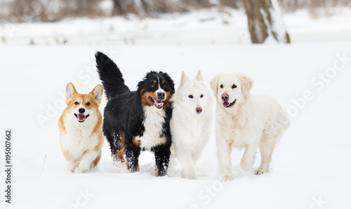 Photography many dogs on winter walk