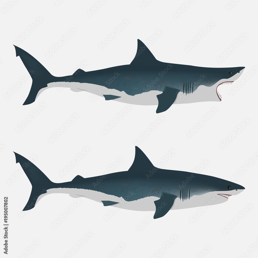 Obraz premium Shark with open and close mouth. big white fish. Flat isolated vector illustration on a white background. Realistic appearance with dimming and light
