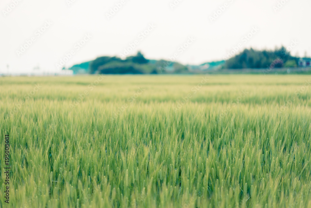 Golden rice field landscape with white sky