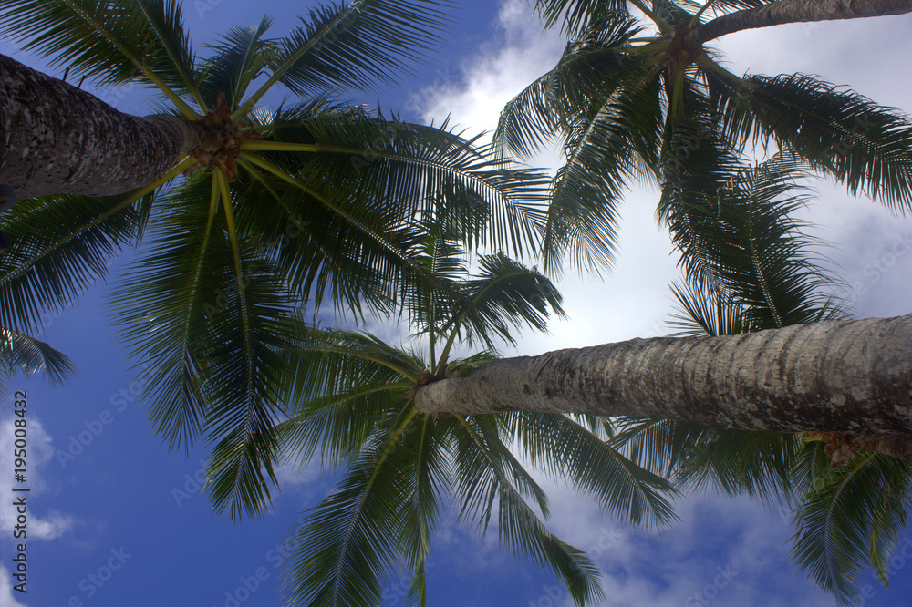palms tree, sky, island Borakay Filippiny palms tree, sky, island Borakay Filippiny