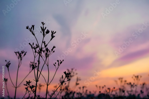 Fotografia Close up silhouette grass flowers with purple, orange, blue dusky sky and cloud