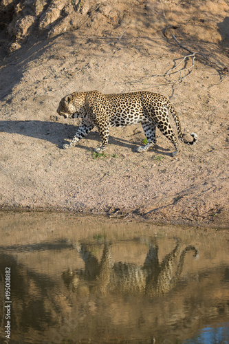 A vertical, colour photograph of a large male leopard, Panthera pardus, walking in the Greater Kruger Transfrontier Park, South Africa.