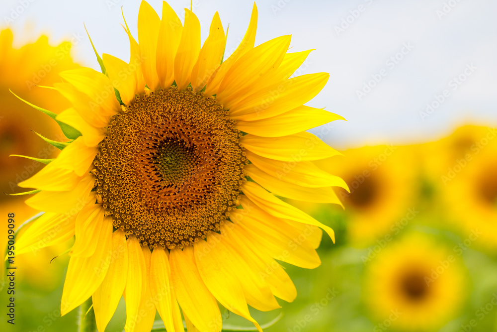 Sunflower field. close up (Helianthus annuus) Sunflower field. close up (Helianthus annuus)