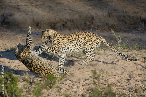 A horizontal, full length, colour photo of two leopards, Panthera pardus, play-fighting in side light in the Greater Kruger Transfrontier park, South Africa.