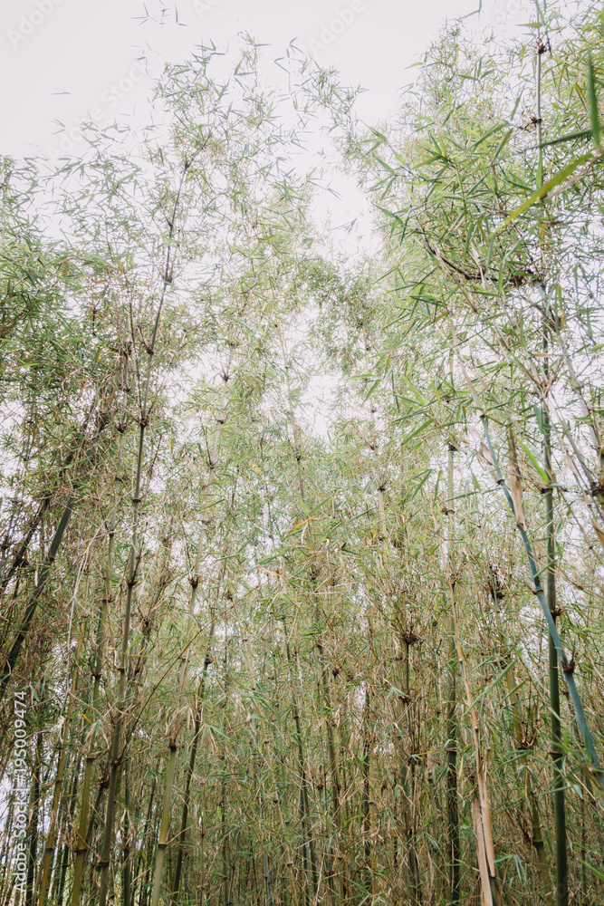 Fototapeta premium bamboo forest in Rwanda, Africa
