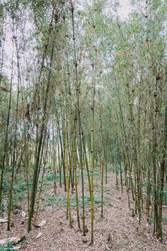 bamboo forest in Rwanda  Africa