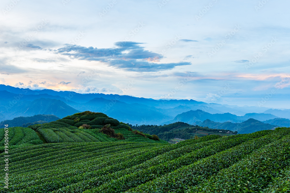 Mountains, tea gardens and fog in Taiwan. Mountains, tea gardens and fog in Taiwan.