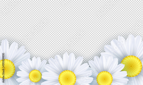 Seasonal background. Chamomile flowers on a transparent background. Template for your design. Vector illustration