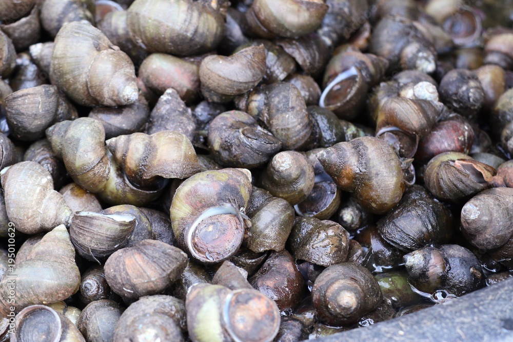 Fresh shells at street food Fresh shells at street food