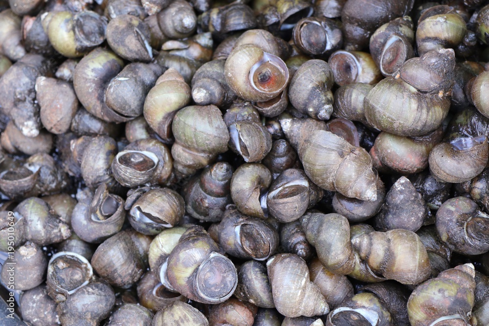 Fresh shells at street food Fresh shells at street food