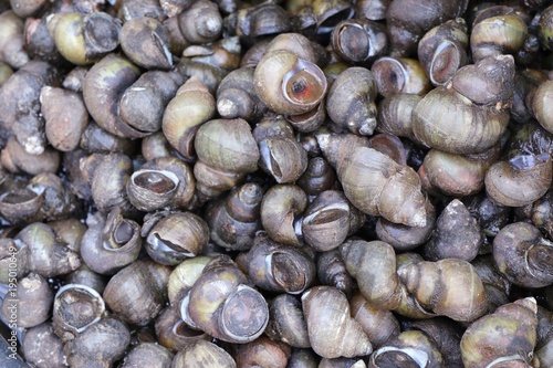 Fresh shells at street food