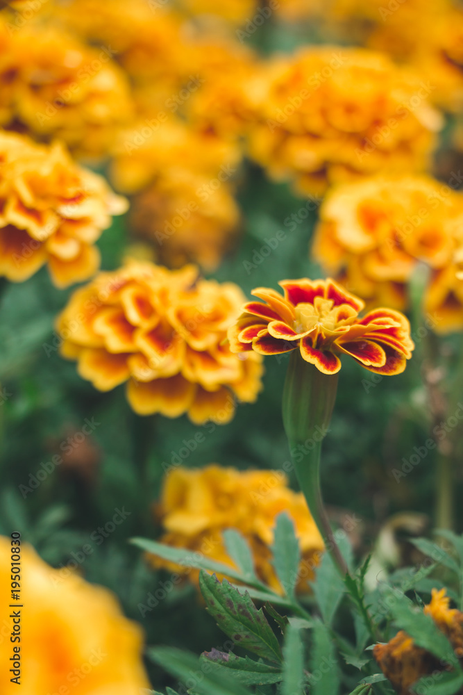 Marigolds flower in the garden Marigolds flower in the garden