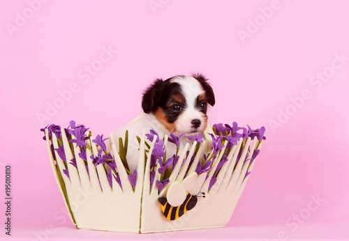 A cute puppy is sitting in a basket with lilac flowers. Falen little posing on a pink background in the studio. A beautiful white dog with a dark head. Continental Toy Spaniel photo