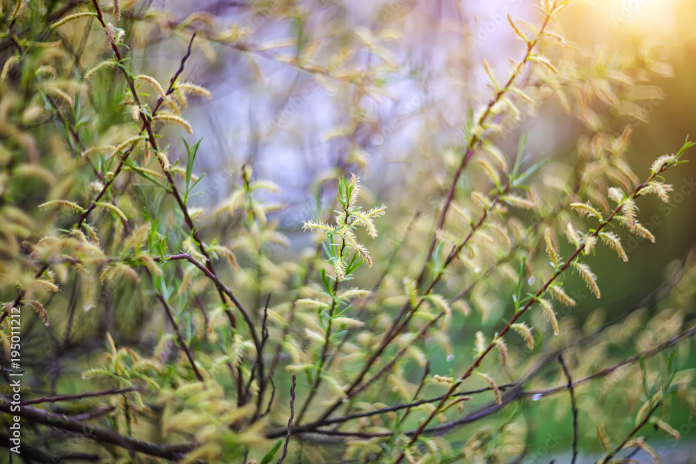 twinkling lights vivid color blurred bokeh spring from leaf background