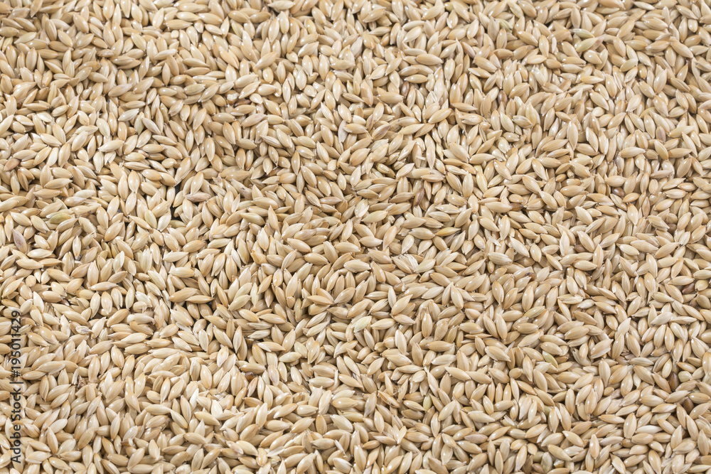 Canary seed - Phalaris canariensis Canary seed - Phalaris canariensis