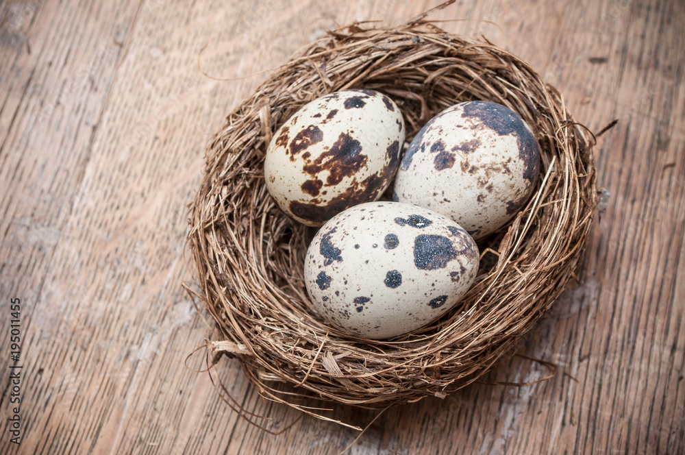 closeup of quail eggs in nest top vieuw on wooden table background closeup of quail eggs in nest top vieuw on wooden table background
