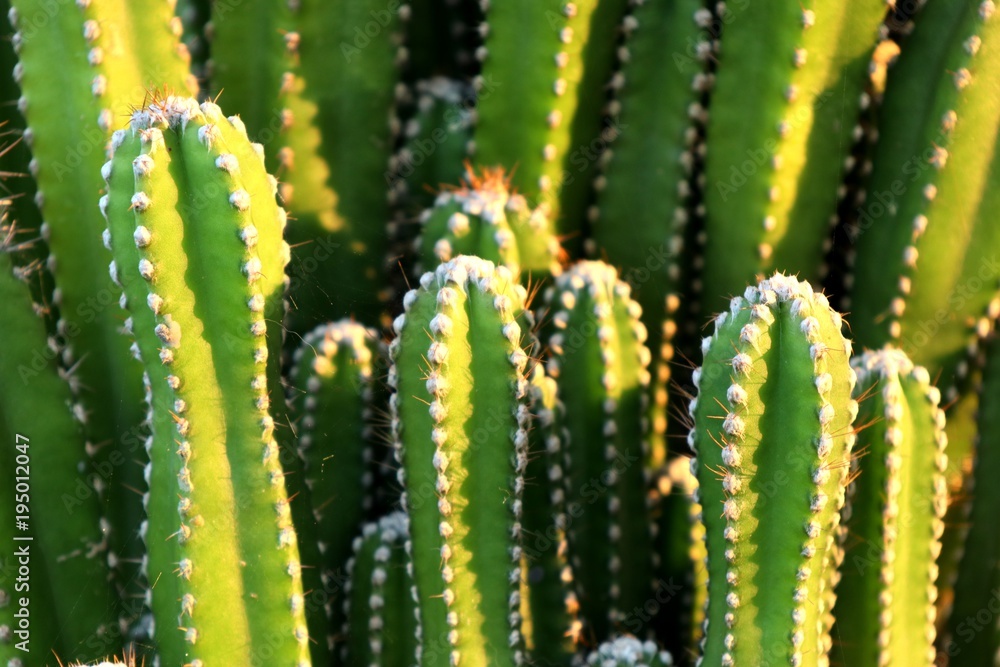 Beautiful cactus in tropical
