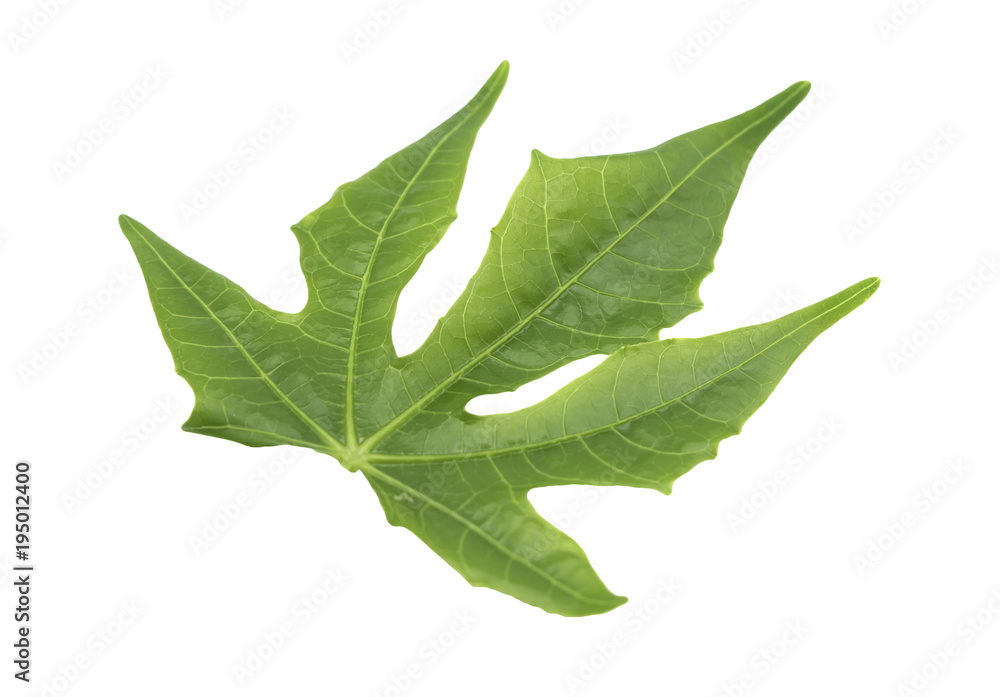 Closeup Green leaf isolated on white background of file with Clipping Path . Closeup Green leaf isolated on white background of file with Clipping Path .