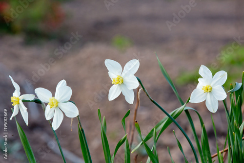 Fototapeta Naklejka Na Ścianę i Meble -  Spring daffodils on a flowerbed in the garden