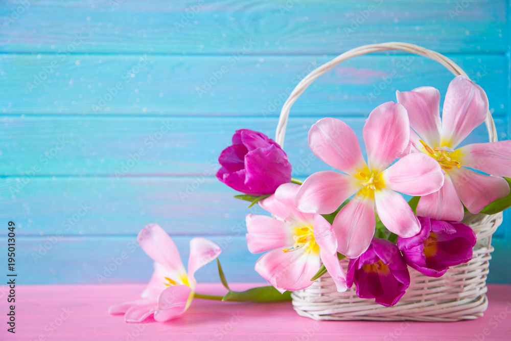 Tender bouquet of beautiful pink tulips in white basket on blue wooden background Tender bouquet of beautiful pink tulips in white basket on blue wooden background