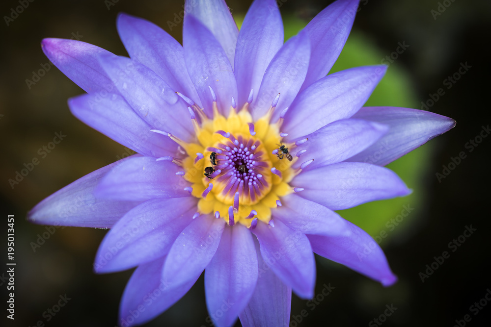 The purple lotus in the basin. The purple lotus in the basin.