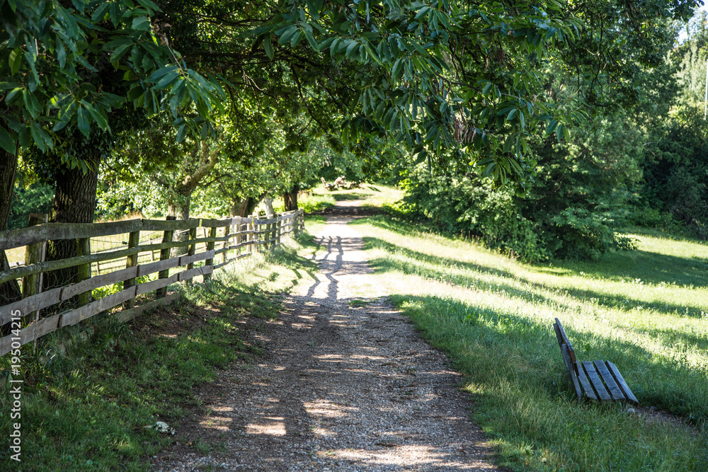 Obraz premium idyllische Sommerlandschaft mit Spazierweg, Bäumen und Wiese