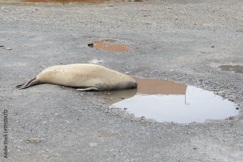 Elephant seal sleeping photo