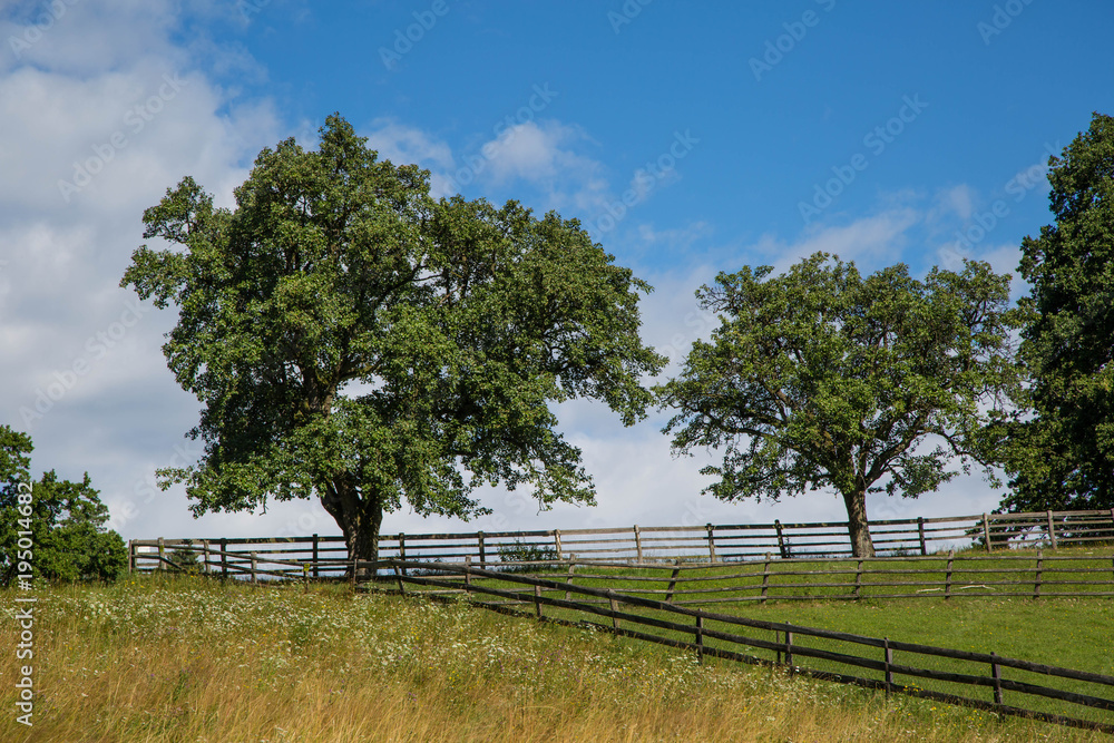 Obraz premium idyllische Sommerlandschaft mit Spazierweg, Bäumen und Wiese