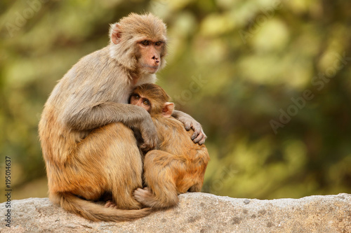 Macaque rhesus on the wall with beautiful blurry background. Cheeky monkey in the city area. Wildlife scene with danger animal. Hot weather in India. Macaca mulatta. © photocech