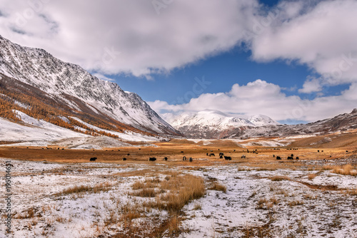 mountains snow yak horse herd graze autumn