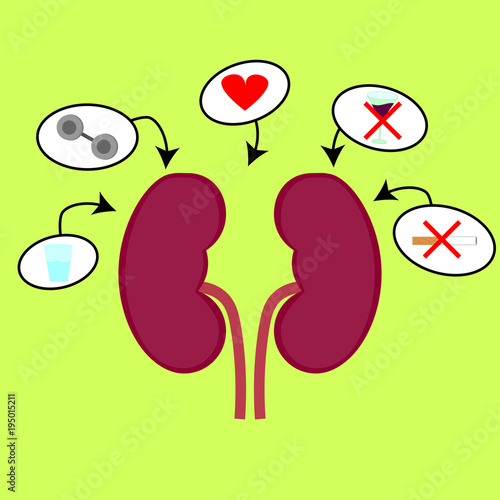 Kidneys with positive and negative objects.
