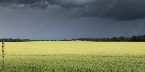 Tableau sur toile Crops under dark thunder skies