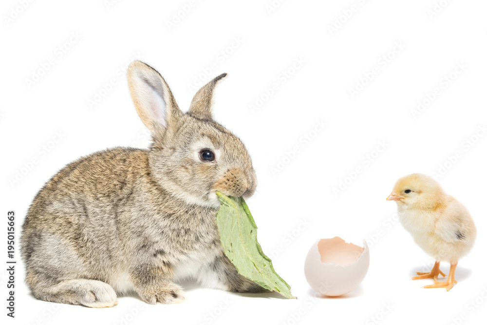 Obraz premium Bunny and chicken
