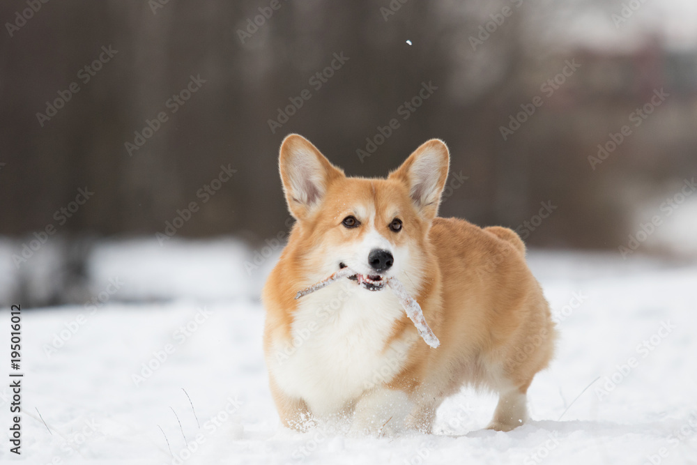 welsh corgi dog in winter welsh corgi dog in winter