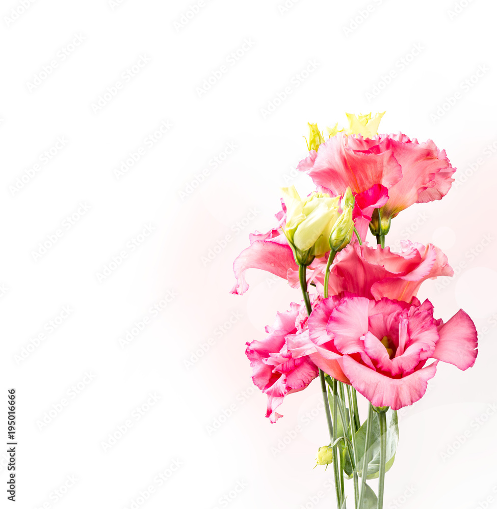 Spring flower, isolated on white background